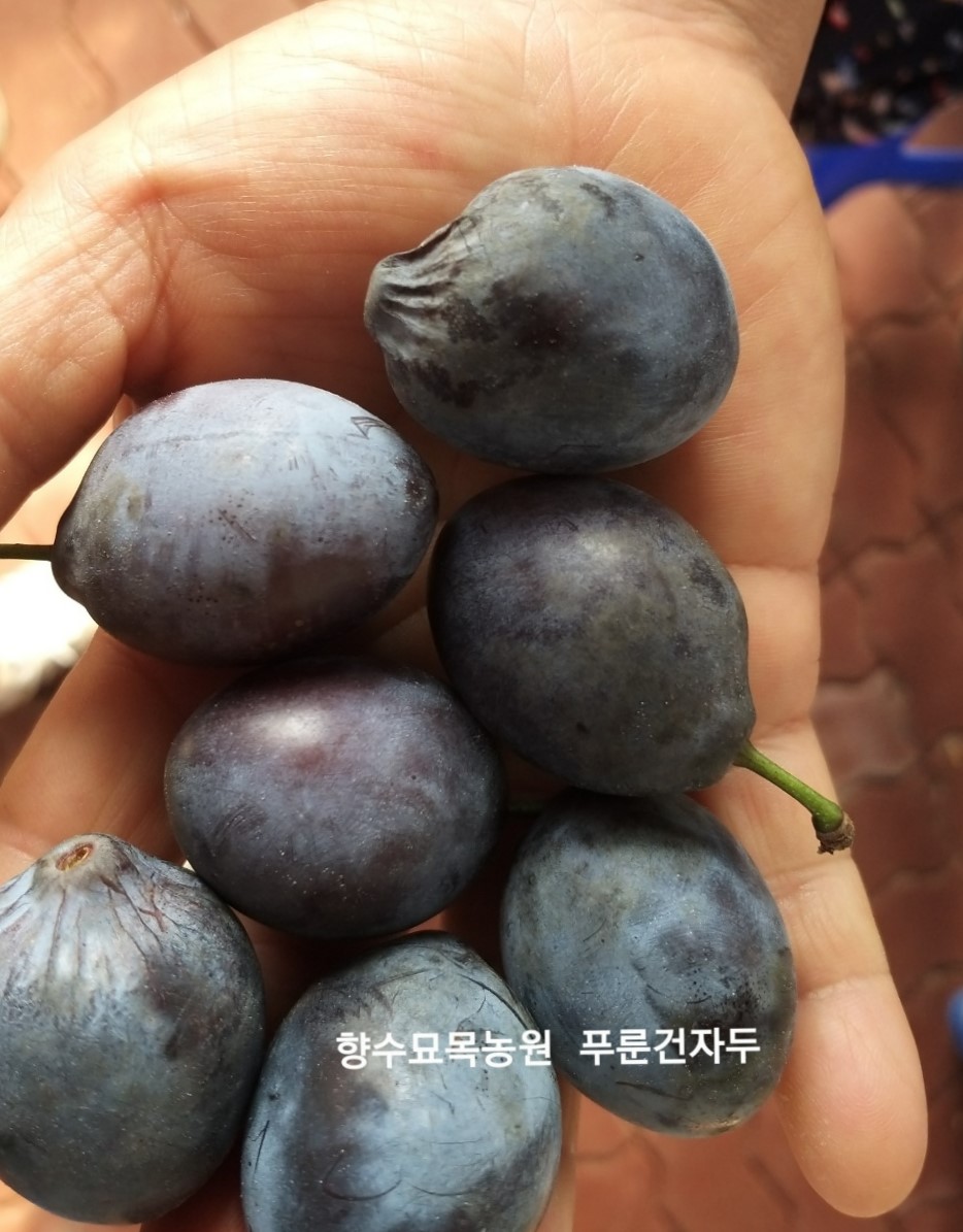 서양자두 푸룬 건자두
