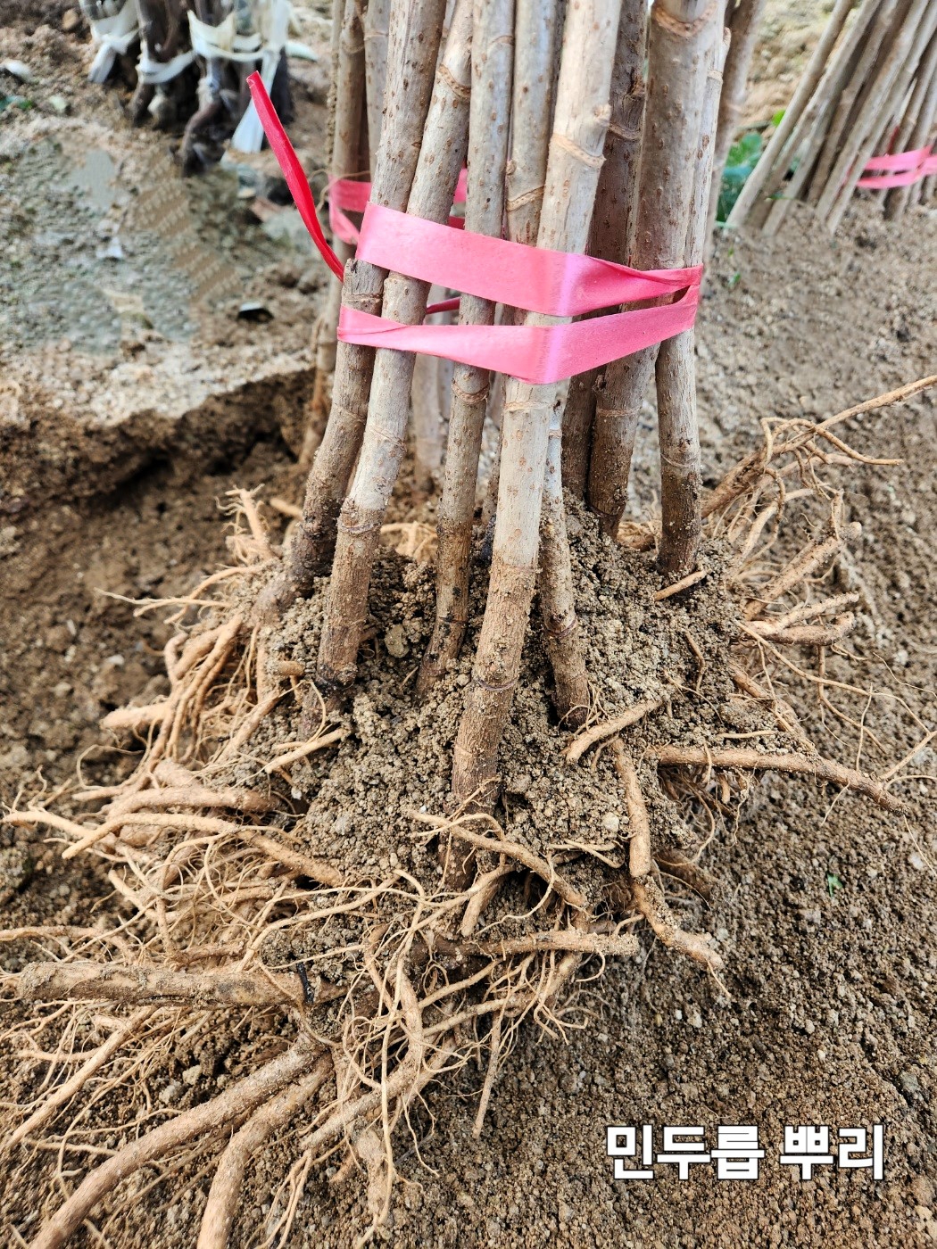 민두릅(가시없는두릅)묘목