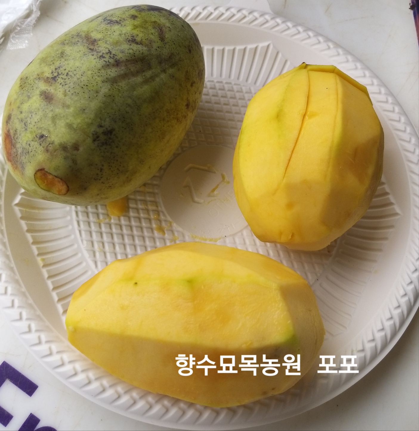 포포나무실생1년생 포트묘