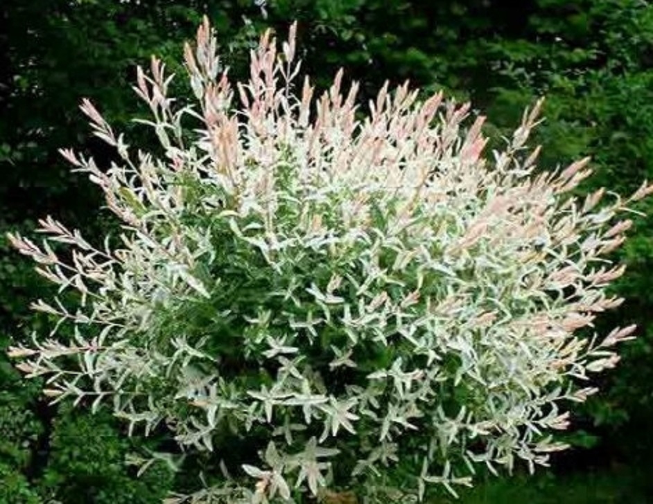 삼색버드나무 플라밍고셀렉스 3년생분묘