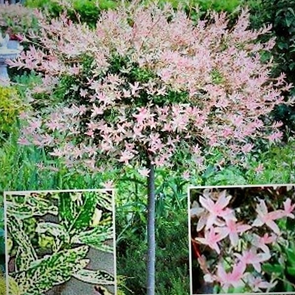 삼색버드나무 플라밍고셀렉스 3년생분묘