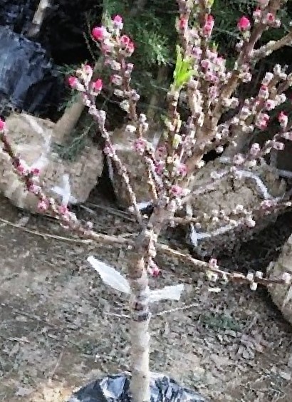 만첩도화 남경도2년생 화분묘