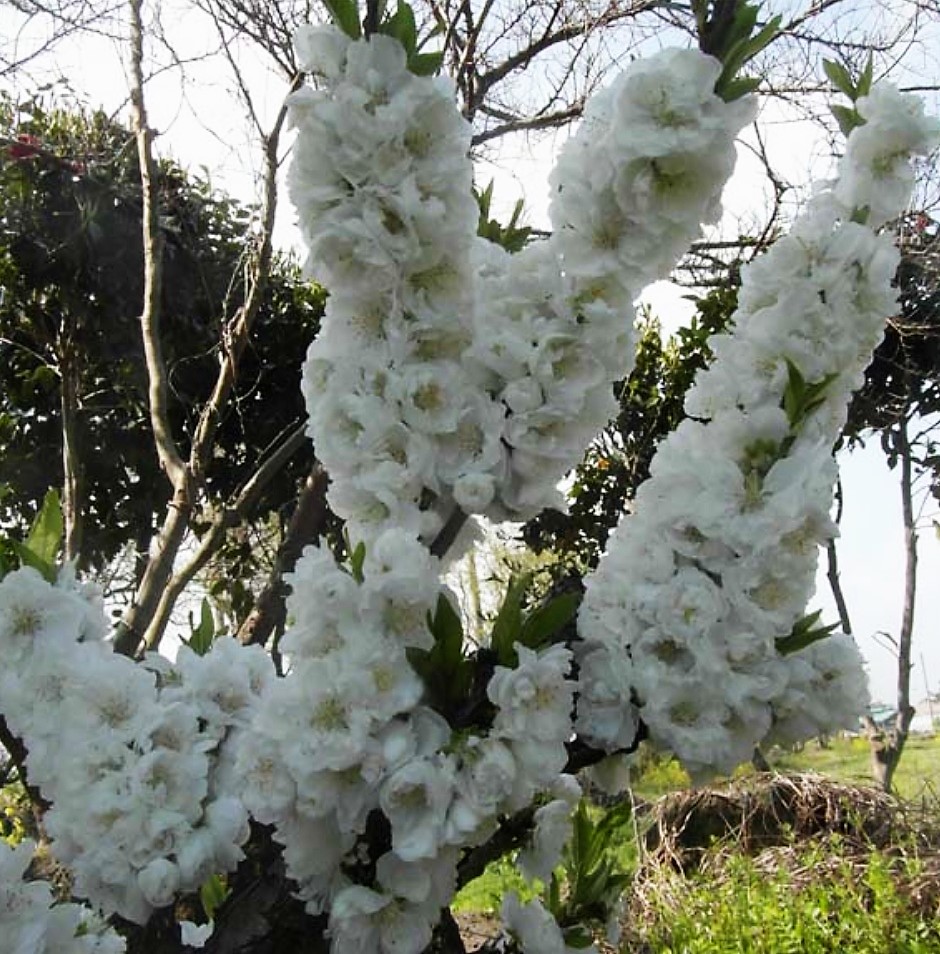 만첩도화 남경도2년생 화분묘