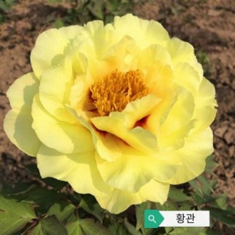 목단(모란) 3-5지 겹꽃 개화주 화분묘