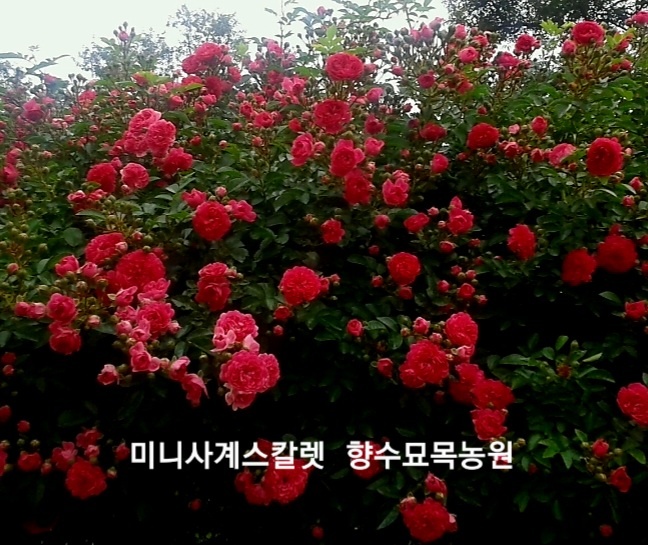미니사계넝쿨장미(스칼렛)화분묘