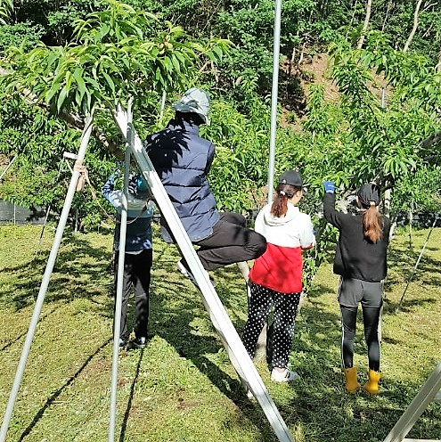 새콤달콤맛있는 복숭아(황도,백도)