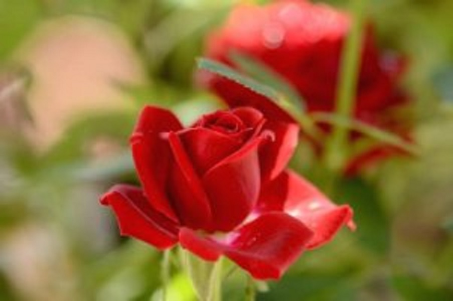 사계 땅장미(붉은색,노랑색,주황색,흑색,흰색)