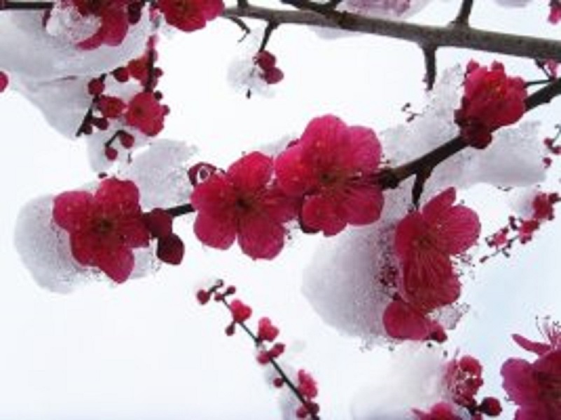 눈속에서도 아름다운 꽃을 피우는 매화꽃 설중매(홍매화)