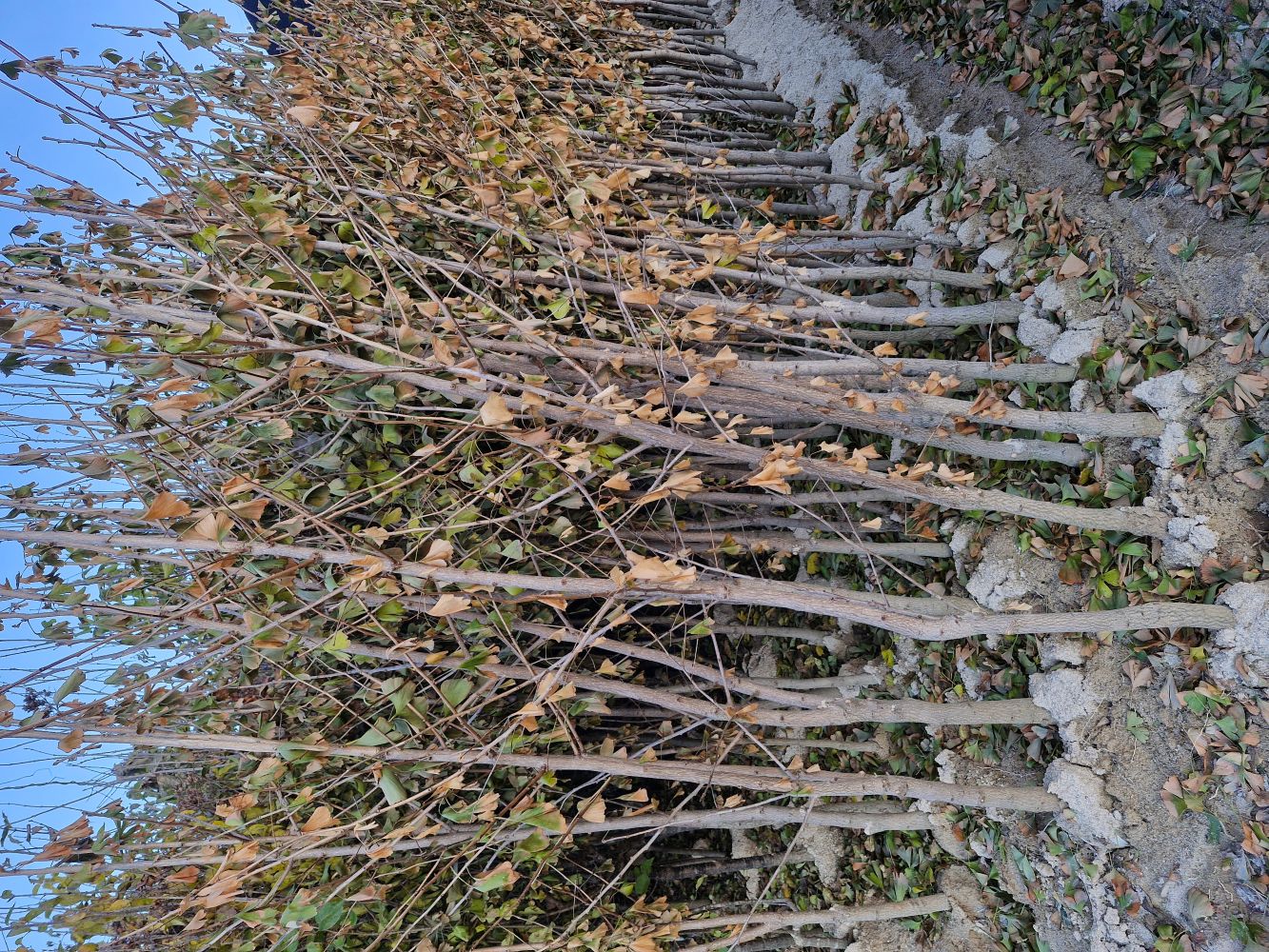 가을 노란 단풍잎이 아름다운 은행나무R3~4점