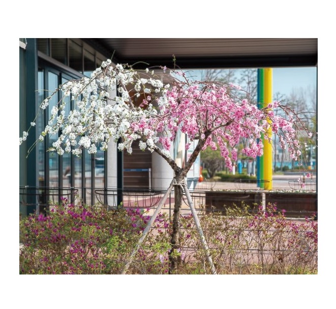 능수 삼색도화 1년생묘목과 2년생분묘