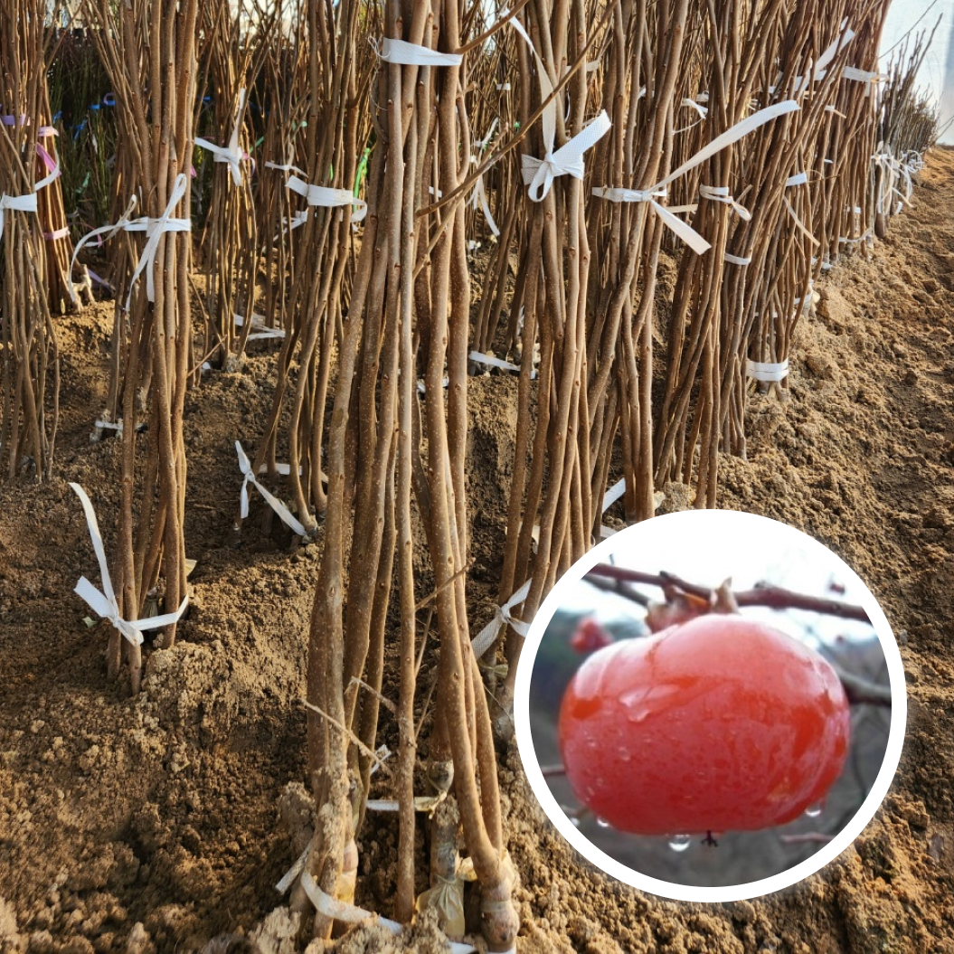 감나무 월하감과 삼천리감나무