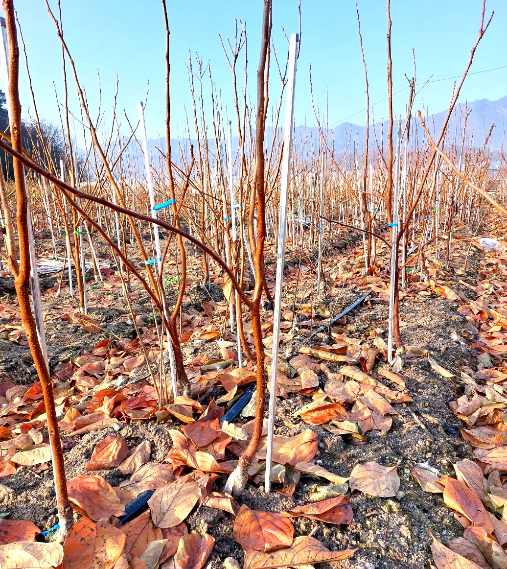 단감나무  감풍단감분묘