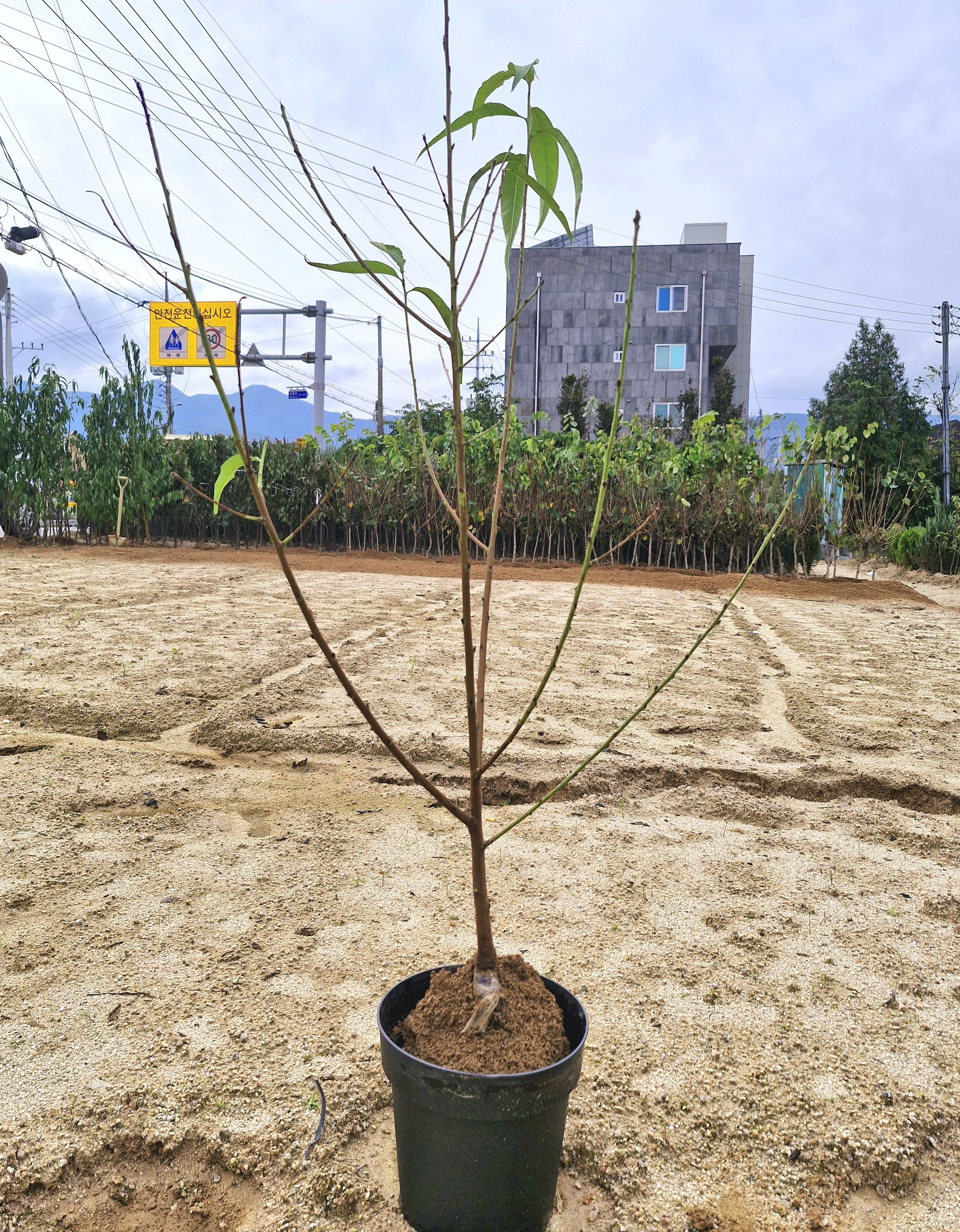 납작복숭아  거반도 2년생분묘