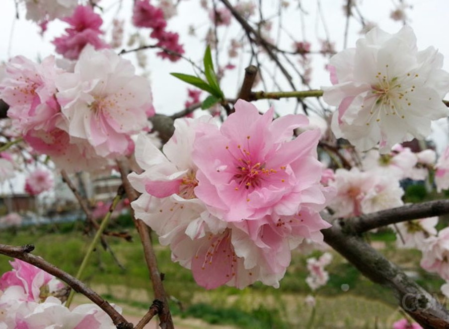 만첩도화 직립삼색도화 2년생 분묘