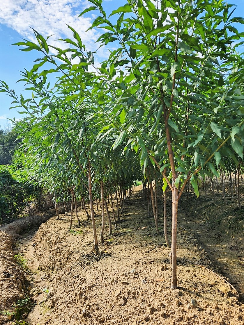 만첩도화 직립삼색도화 2년생 분묘