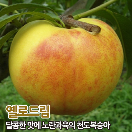 복숭아나무 망고맛 천도복숭아 엘로우드림(황도) 2년생분묘