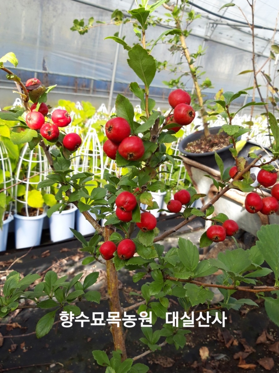 산사나무 (루비산사) 접목4년생분묘