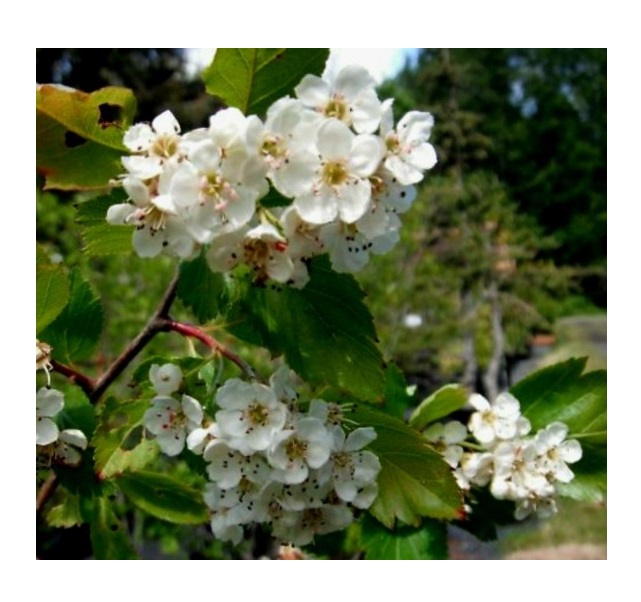 산사나무 (루비산사) 접목4년생분묘