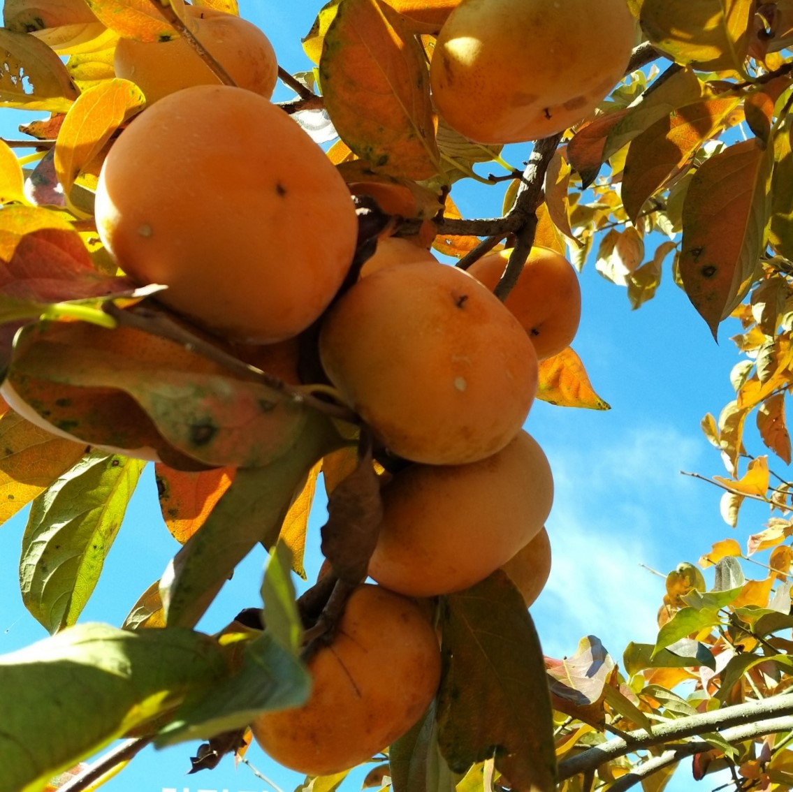 단감나무 차량단감