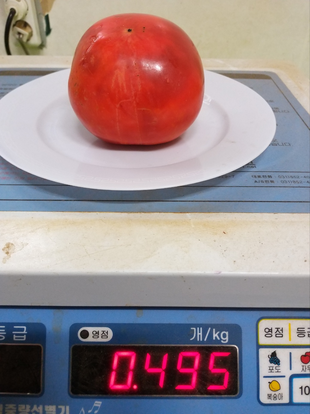 단감나무 넙적단감,왕단감나무